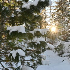 Wald mit Sonne